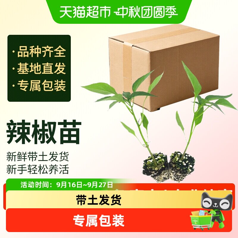 寿禾樟树港辣椒苗耐寒易管理图片