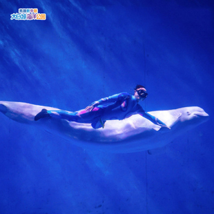 [大白鲸海洋公园-大白鲸海洋公园(大门票)+鸠兹夜游演艺小镇(大门票) ]芜湖新华联大白鲸海洋馆 馆内一票通玩