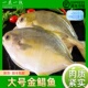 新鲜冷冻金鲳鱼特大鲳鱼海鱼金昌鱼平鱼银鱼白鲳鳊鱼顺丰 包邮