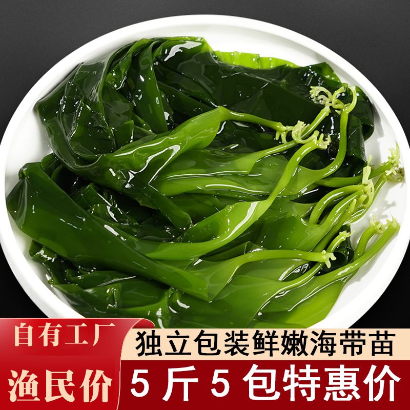 霞浦爆款海带苗盐渍海带嫩苗新鲜低卡火锅食材凉拌嫩苗特产批发