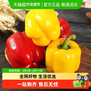 红黄彩椒甜椒圆椒生吃不辣水果辣椒新鲜蔬菜沙拉食材现摘整箱