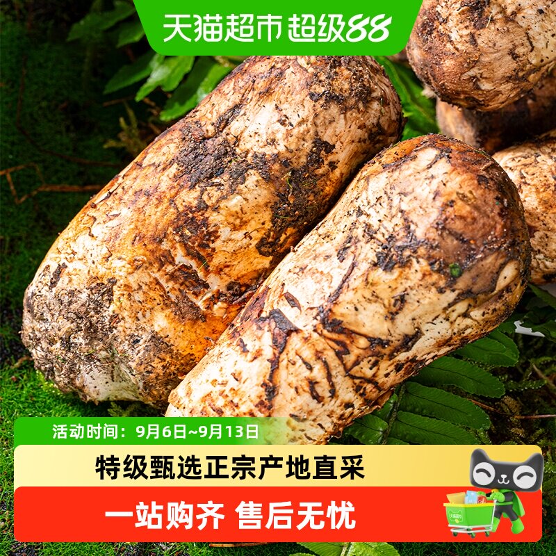 菇朵朵香格里拉特级甄选野生松茸图片