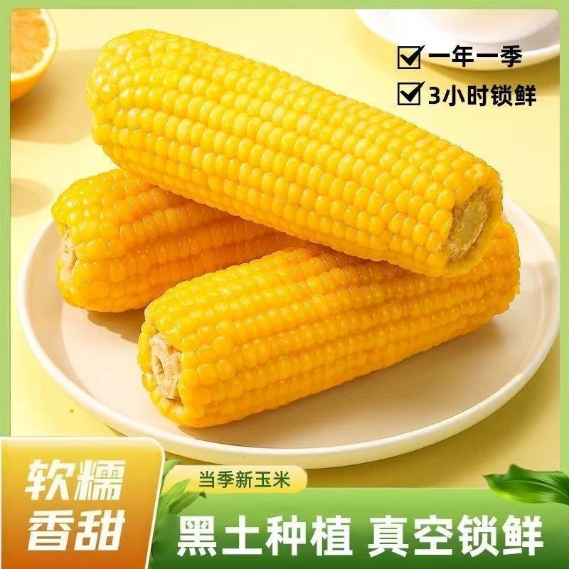 8棒东北黄糯玉米头茬东北黄糯玉米新鲜真空包装香甜糯玉米