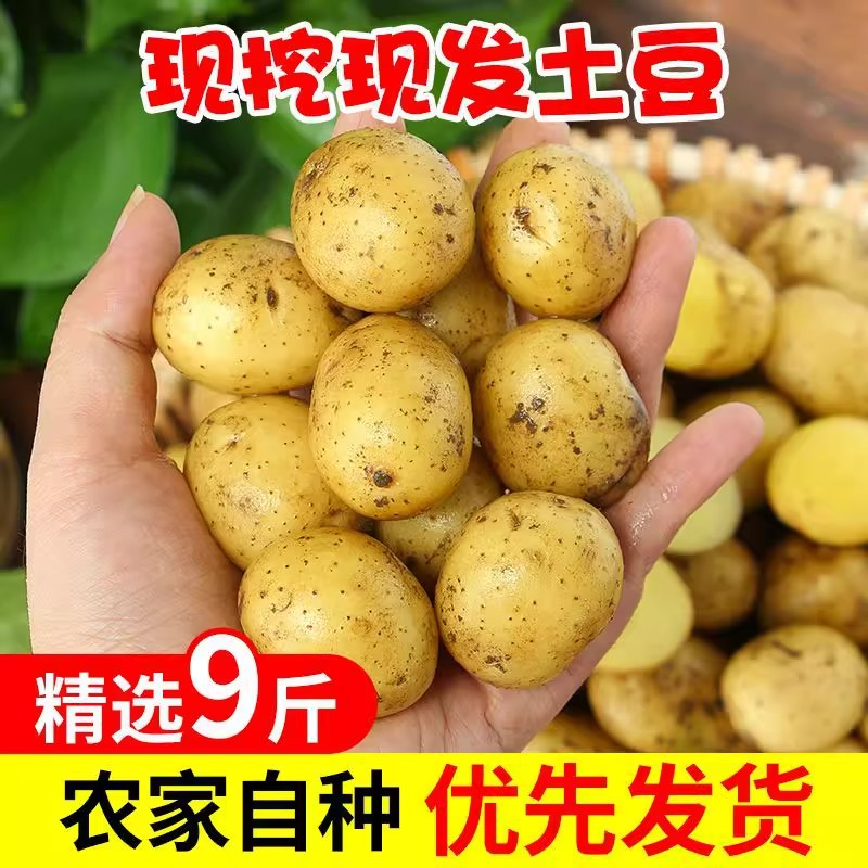 湖北蔬菜新鲜恩施小土豆黄皮黄心土豆农家自种土豆马铃薯洋芋薄皮