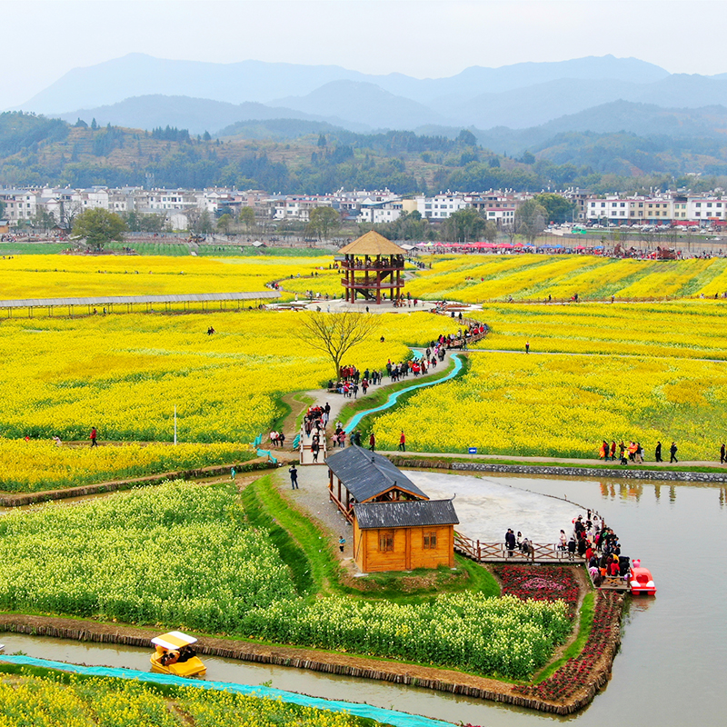 [冷杉良田花海影视基地-彩色油菜花海单门票]冷杉良田