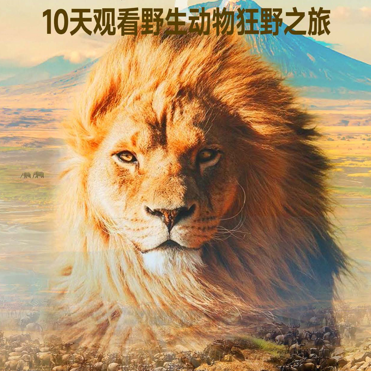 追逐非洲五霸