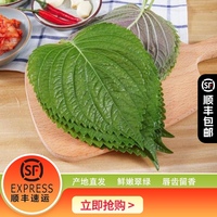 東北特產(chǎn)新鮮葉菜紫蘇葉新鮮蔬菜蘇子葉烤肉包肉飯蘸醬菜香葉提味