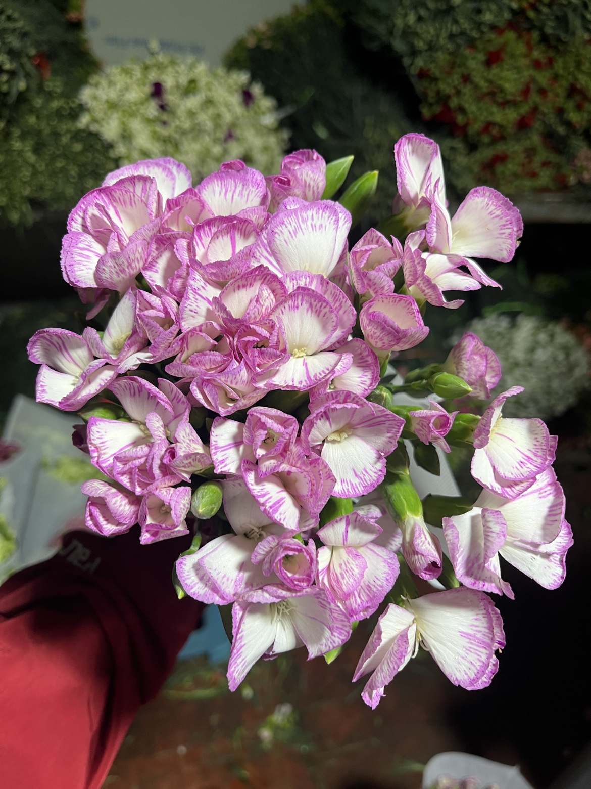 不售后,可丽鲜·清涵多丁1扎,购买三单包邮