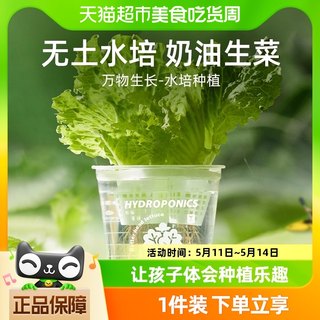 包邮mideer弥鹿水培阳光种植房儿童玩具科学小实验植物生长观察盒