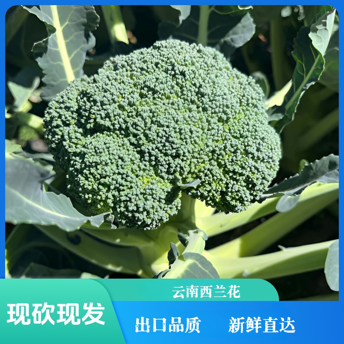 顺丰冷链包邮云南新鲜西兰花 西蓝花 应季现摘现发