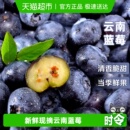 云南高山花香蓝莓头茬鲜果特大果应当季 新鲜水果整箱