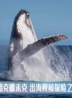 冰岛旅游 花少同款雷克雅未克阿克雷里胡萨 观鲸游船RIB快艇观鲸