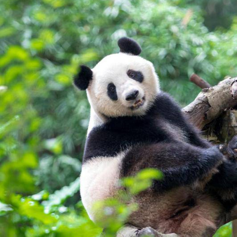 广州长隆野生动物世界1日门票,景点门票/演艺演出/周边游,境内玩乐套餐,淘宝优惠券,粉丝福利购,淘宝优惠卷