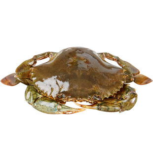 红膏酱青蟹500g即食宁波腌制大号咸蟹三门酱香青蟹醉蟹带膏大海蟹