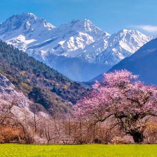 赏花8人团西藏旅游林芝桃花7日拉萨布达拉宫大昭寺雅鲁藏布大峡谷