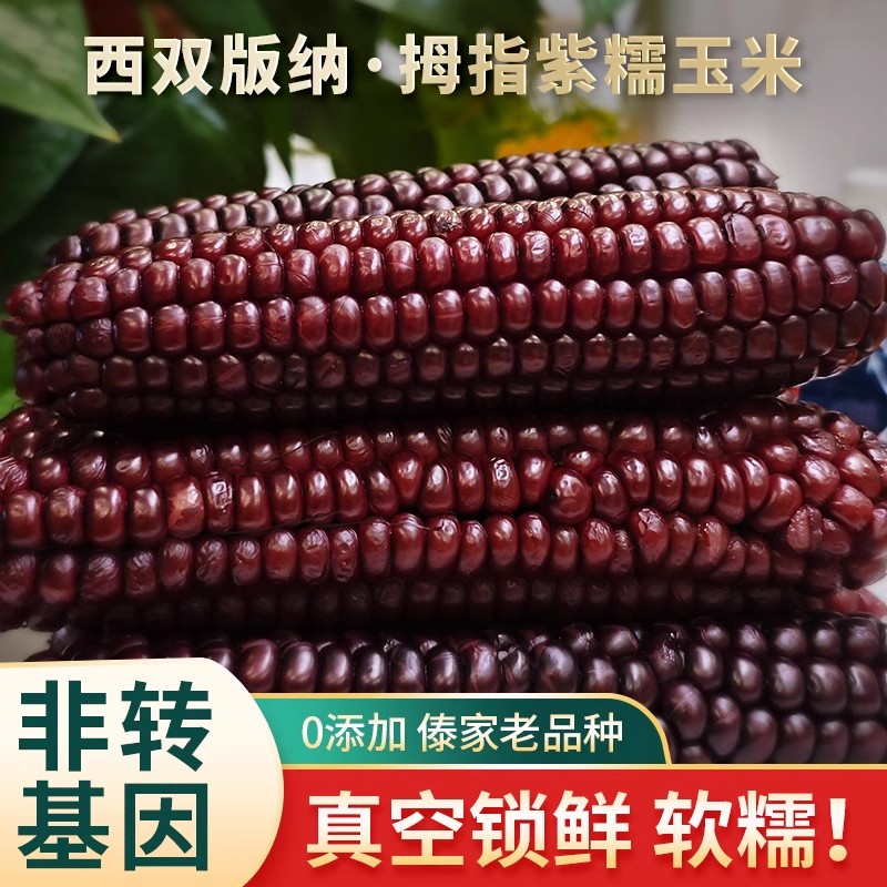 黑糯玉米新鲜西双版纳拇指小玉米紫糯玉米棒真空装甜糯即食早餐