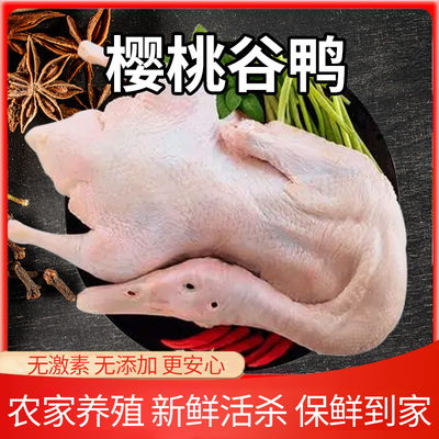 生鲜樱桃谷鸭整鸭冷冻鸭肉新鲜现杀农家散养无添加批发商用食材