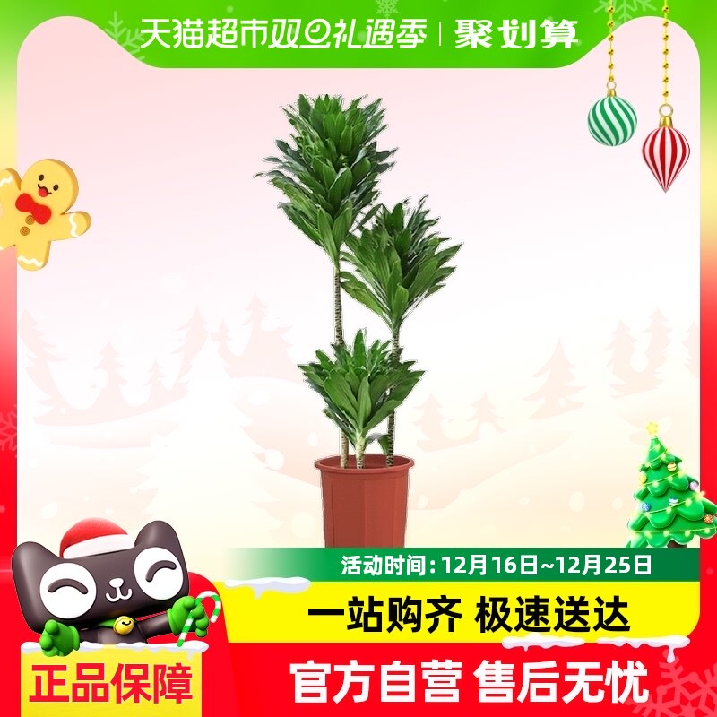 ����̫���������ֲ���Կ�����׮��Ѫ����ش���ֲ������ȩ�콶