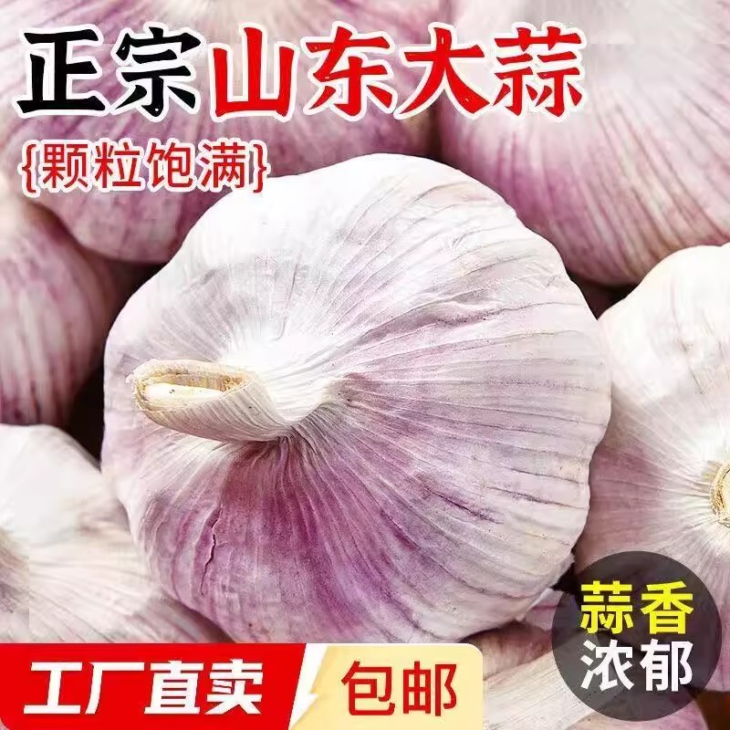 正宗农家自种新鲜红皮紫大蒜特大金乡蒜批发炒菜做饭常备下饭