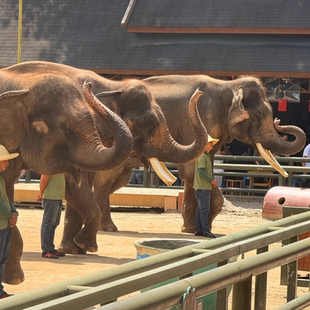 [野象谷景区-大门票]西双版纳野象谷