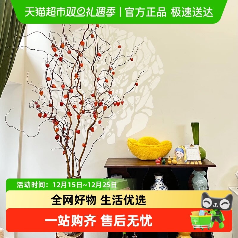 爱黛金灯树植物