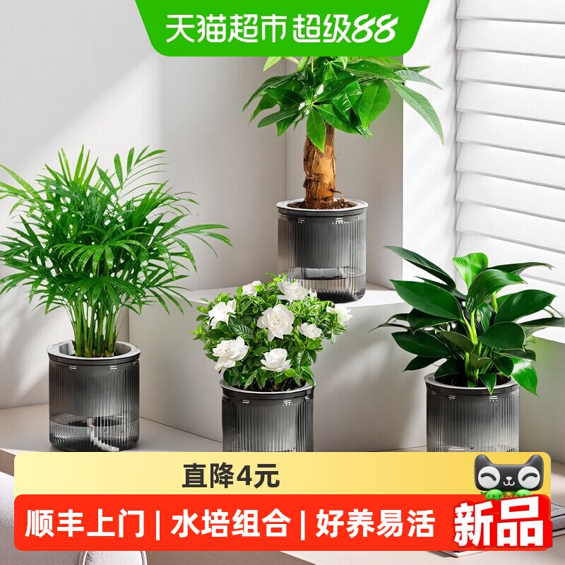 牵鲜桌面绿植花卉组合图片