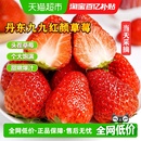 包邮 丹东99草莓红颜奶油草莓九九当季 新鲜水果整箱京东空运