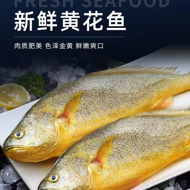 大黄鱼4条整箱发货每条1.1-1.3斤左右新鲜冷冻
