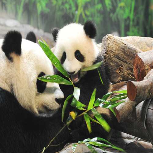 长颈鹿广场 特色小火车 侏罗纪森林 花车巡演