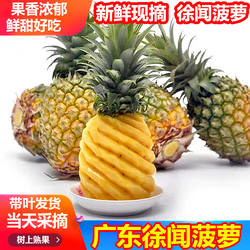 湛江徐闻菠萝新鲜水果新鲜当季应季香水小菠萝