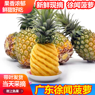 湛江徐闻菠萝新鲜水果新鲜当季应季香水小菠萝