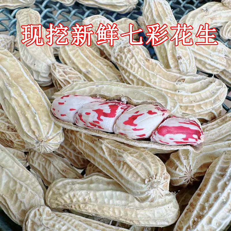 2025年云南七彩花生新鲜现拔现挖无泥湿五彩花生水果花生奶油花生