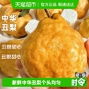 正宗山东烟台中华丑梨新鲜水果软糯多汁软吃香甜梨子整箱