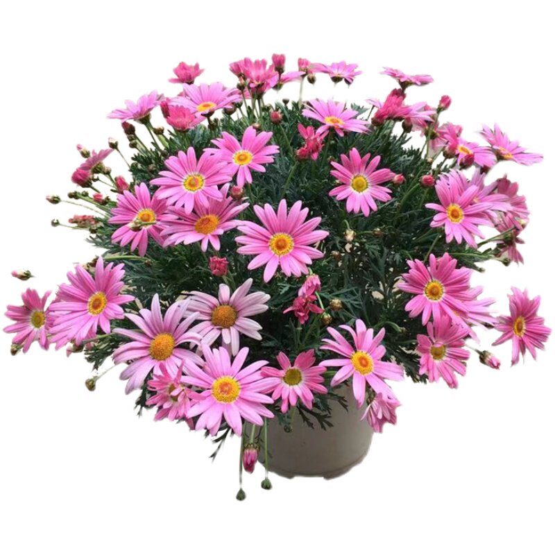 绿植重瓣玛格丽特带花好养姬小菊