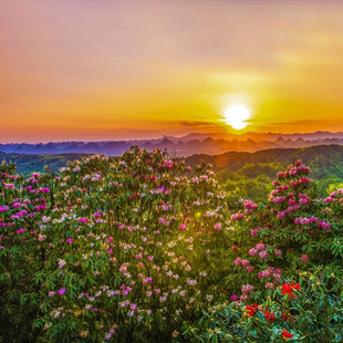 春天赏花季贵州旅游纯玩5天4晚贵阳黄果树瀑布百里杜鹃跟团游