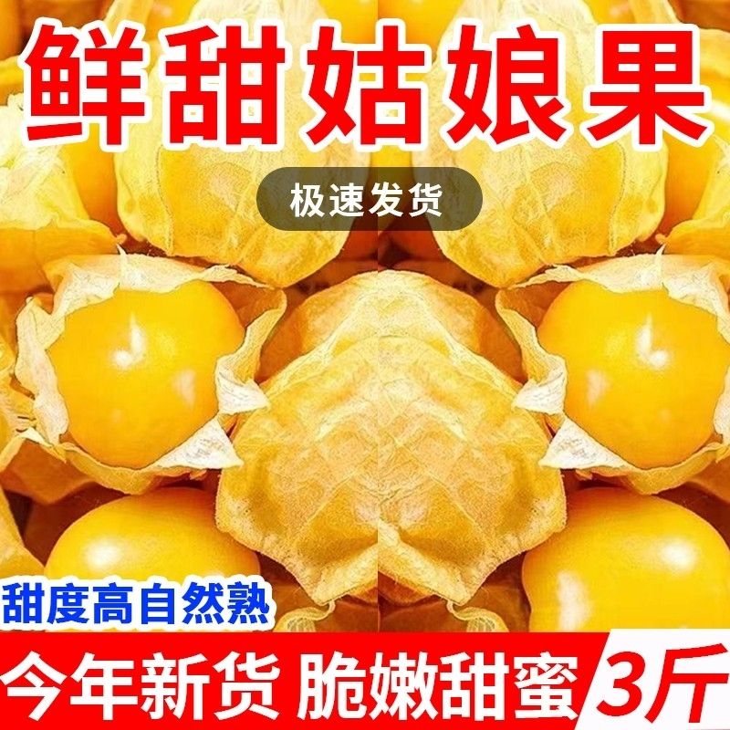正宗东北姑娘果黄金灯笼果特大菇娘果新鲜黄姑娘果