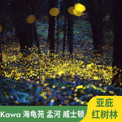 沙巴亚庇红树林半日游kawa红树林海龟苑红树林萤火虫长鼻猴