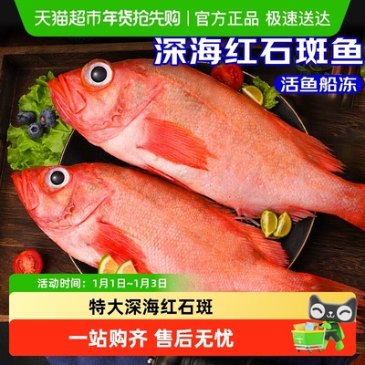 海仙部落红石斑鱼鲜活冷冻