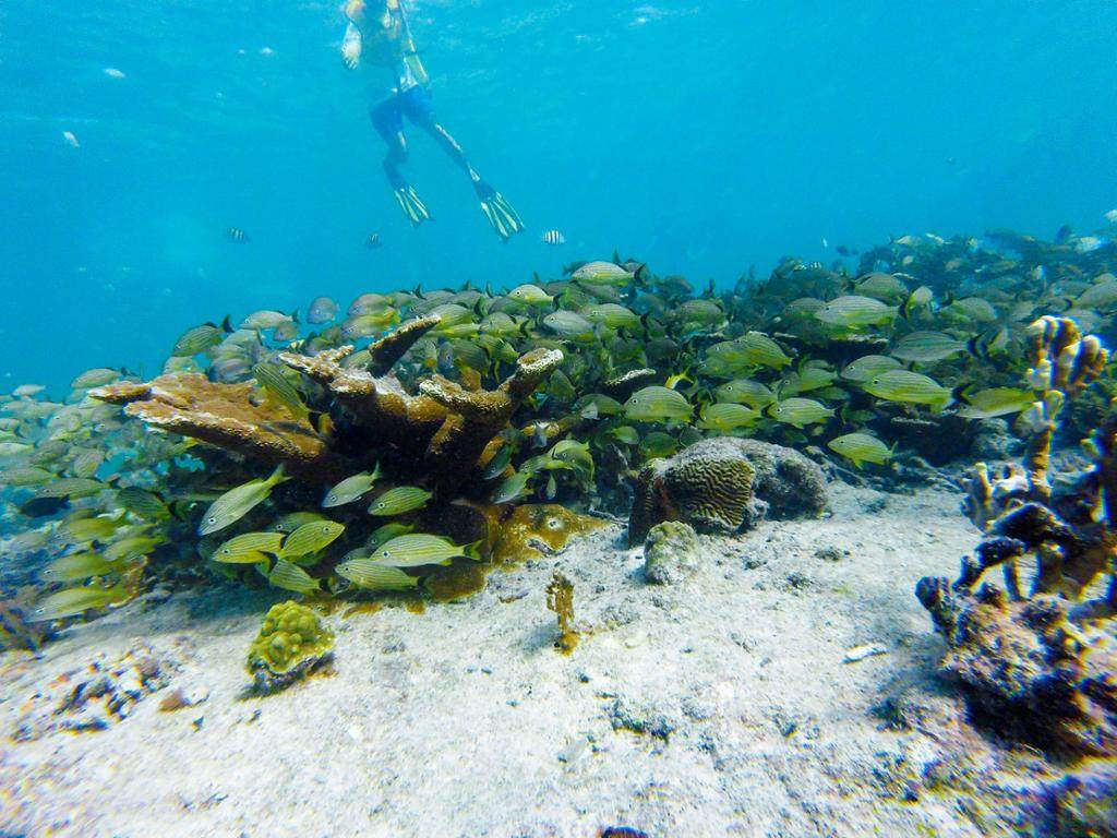 墨西哥坎昆旅游 海龟邂逅,水下博物馆和沉船 - 小团体浮潜之旅