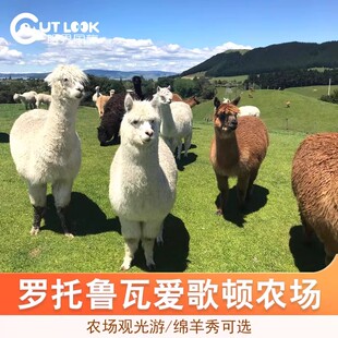 [爱歌顿农场-绵羊秀+农场游]新西兰旅游Agrodome Farm 剪羊毛秀