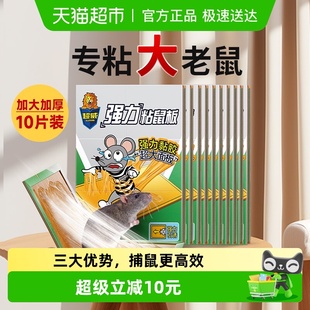 超威强力粘鼠板老鼠贴强力胶粘老鼠药10片装 捕鼠神器灭鼠贴
