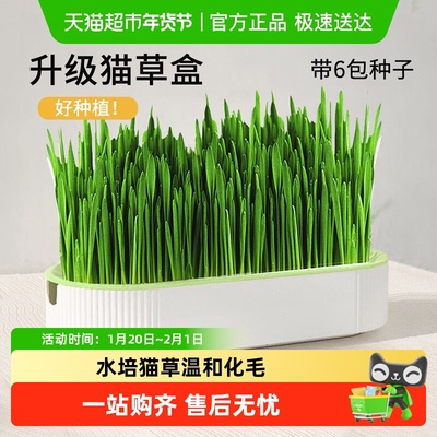 CrazyHost/疯狂的主人猫草盆栽