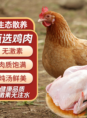 正宗三黄鸡农家散养土鸡新鲜现杀整鸡冷冻生鲜商用批发黄油鸡包邮