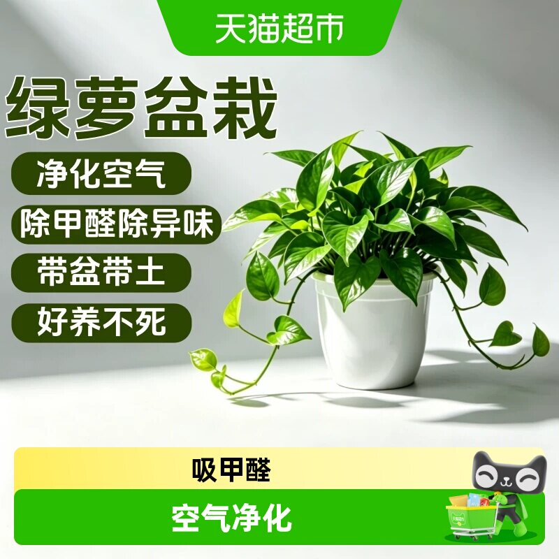 新房绿萝盆栽室内客厅绿植花卉净化空气长藤绿箩植物吊兰室内金钻