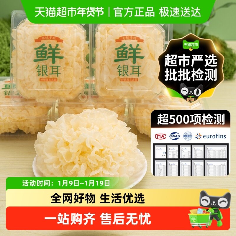 【超市严选】古田新鲜银耳雪耳活鲜白木耳糯耳丑耳软糯多胶非干货
