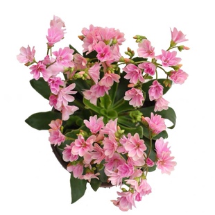 露薇花盆栽带花琉苇草花苗阳台客厅观花植物冬季耐寒多肉