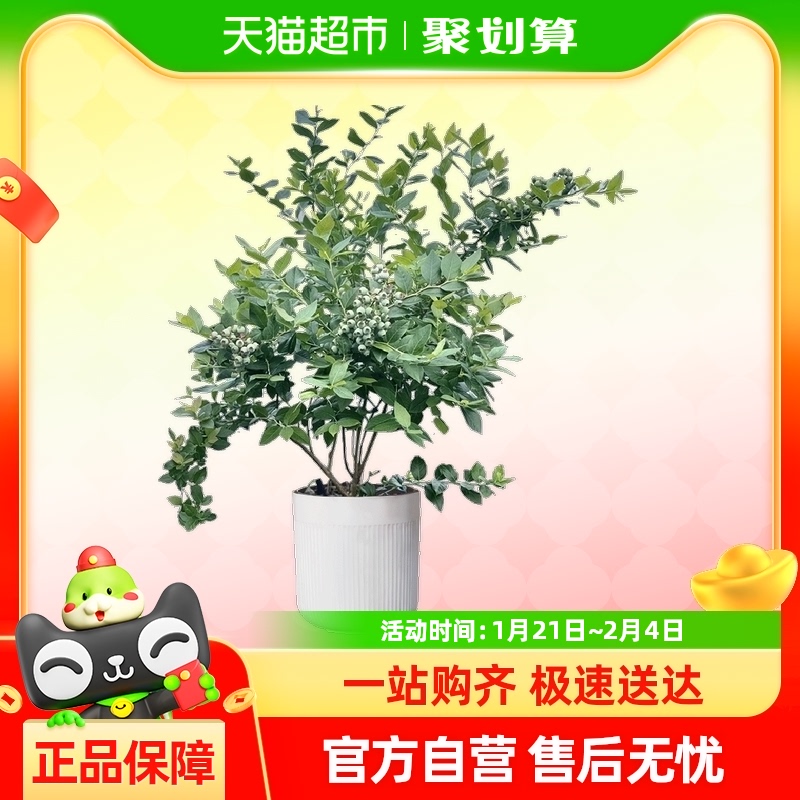ݮԴͺֲ̨ͥԺļֲ90.25Ԫ(88VIP 95)