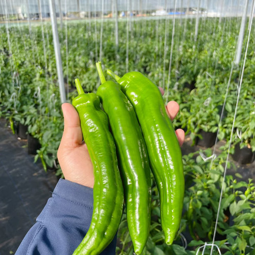 山东辣椒新鲜青皮尖椒尖椒青椒青辣椒微辣农家自种现摘现发