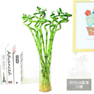 富贵竹水培转运观音竹带根花卉绿萝植物盆栽室内花客厅水养节节高