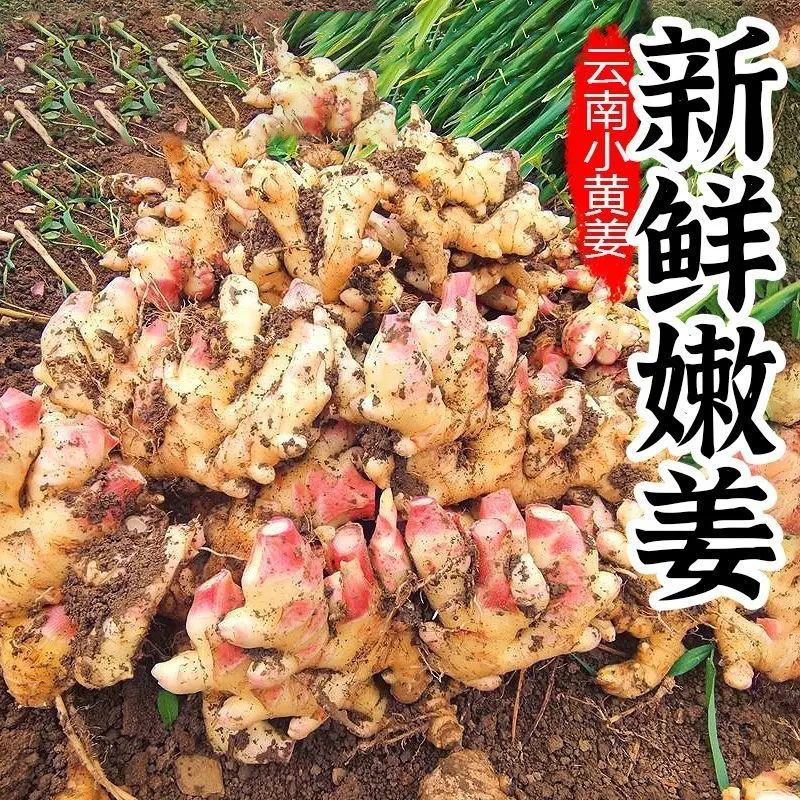 云南小黄姜红芽嫩姜现挖新鲜鲜泡仔姜生姜农家香辣泡醋姜2025新姜